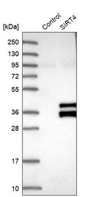 Western blot analysis in control (vector only transfected HEK293T lysate) and SIRT4 over-expression lysate (Co-expressed with a C-terminal myc-DDK tag (~3.1 kDa) in mammalian HEK293T cells, LY402175).