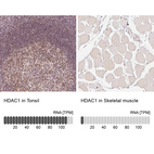 Anti-HDAC1 Antibody