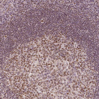 Anti-HDAC1 Antibody