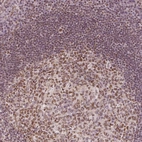 Immunohistochemical staining of human tonsil shows moderate nuclear positivity in germinal center cells.
