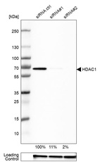 Anti-HDAC1 Antibody