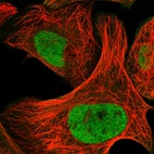 Immunofluorescent staining of human cell line U-2 OS shows localization to nucleoplasm.