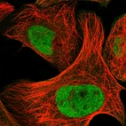 Immunofluorescent staining of human cell line U-2 OS shows localization to nucleoplasm.