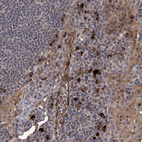 Anti-GPR132 Antibody