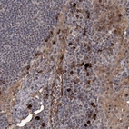 Anti-GPR132 Antibody