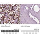 Anti-CGA Antibody