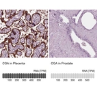 Anti-CGA Antibody