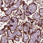 Immunohistochemical staining of human placenta shows strong cytoplasmic positivity in trophoblastic cells.