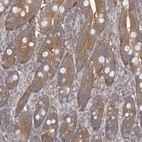 Immunohistochemical staining of human duodenum shows strong cytoplasmic positivity in glandular cells.