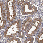 Immunohistochemical staining of human endometrium shows strong cytoplasmic positivity in glandular cells.
