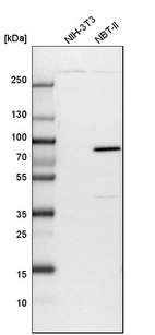 Western blot analysis in mouse cell line NIH-3T3 and rat cell line NBT-II.