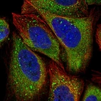 Immunofluorescent staining of human cell line U-2 OS shows localization to cytosol.
