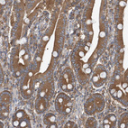 Immunohistochemical staining of human duodenum shows strong cytoplasmic positivity in glandular cells.