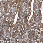 Immunohistochemical staining of human duodenum shows strong cytoplasmic positivity in glandular cells.