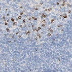 Immunohistochemical staining of human lymph node using Anti-MAP7 antibody HPA029712.