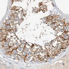 Immunohistochemical staining of human testis using Anti-MAP7 antibody HPA029712.