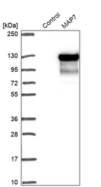 Western blot analysis in control (vector only transfected HEK293T lysate) and MAP7 over-expression lysate (Co-expressed with a C-terminal myc-DDK tag (~3.1 kDa) in mammalian HEK293T cells, LY418306).