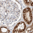 Immunohistochemical staining of human kidney using Anti-MAP7 antibody HPA029713.