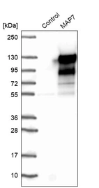 Western blot analysis in control (vector only transfected HEK293T lysate) and MAP7 over-expression lysate (Co-expressed with a C-terminal myc-DDK tag (~3.1 kDa) in mammalian HEK293T cells, LY418306).