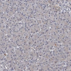 Immunohistochemical staining of human pancreas shows low expression as expected.