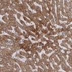 Immunohistochemical staining of human liver shows high expression.