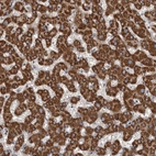 Immunohistochemical staining of human liver shows strong granular cytoplasmic positivity in hepatocytes.