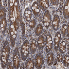 Immunohistochemical staining of human duodenum shows strong granular cytoplasmic positivity in glandular cells.
