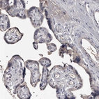 Immunohistochemical staining of human placenta shows negative to very weak granular cytoplasmic positivity in trophoblastic cells.