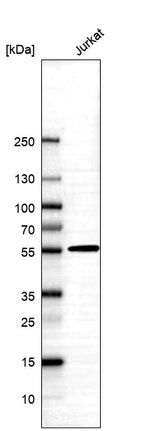 Western blot analysis in human cell line Jurkat.