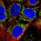 Immunofluorescent staining of human cell line CACO-2 shows localization to mitochondria.