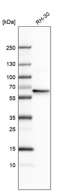 Western blot analysis in human cell line RH-30.
