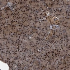 Immunohistochemical staining of human pancreas shows nuclear positivity.