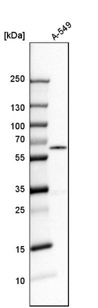 Western blot analysis in human cell line A-549.