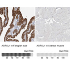 Anti-ASRGL1 Antibody