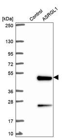 Western blot analysis in control (vector only transfected HEK293T lysate) and ASRGL1 over-expression lysate (Co-expressed with a C-terminal myc-DDK tag (~3.1 kDa) in mammalian HEK293T cells, LY421255).
