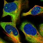 Immunofluorescent staining of human cell line U-2 OS shows localization to nuclear bodies & cytosol.