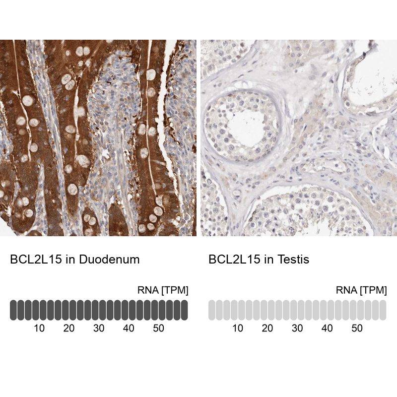 Anti-BCL2L15 Antibody