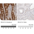 Anti-BCL2L15 Antibody