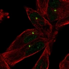 Immunofluorescent staining of human cell line RH-30 shows localization to centrosome.