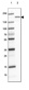 Anti-MYOM3 Antibody