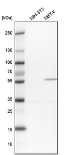 Western blot analysis in mouse cell line NIH-3T3 and rat cell line NBT-II.
