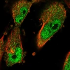 Immunofluorescent staining of human cell line U-251 MG shows localization to nucleoplasm & cytosol.