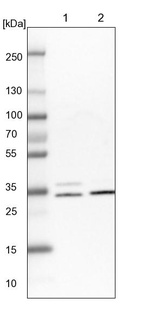 Lane 1: NIH-3T3 cell lysate (Mouse embryonic fibroblast cells)_br/_Lane 2: NBT-II cell lysate (Rat Wistar bladder tumour cells)