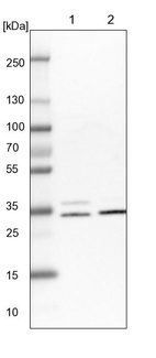 Anti-CDV3 Antibody