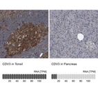 Anti-CDV3 Antibody
