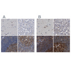 Immunohistochemical staining of human cerebral cortex, liver, lymph node and tonsil using Anti-CDV3 antibody HPA029762 (A) shows similar protein distribution across tissues to independent antibody HPA029761 (B).
