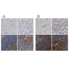 Immunohistochemical staining of human cerebral cortex, liver, lymph node and tonsil using Anti-CDV3 antibody HPA029762 (A) shows similar protein distribution across tissues to independent antibody HPA029761 (B).