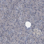 Immunohistochemical staining of human pancreas shows low expression as expected.
