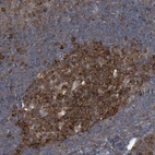 Immunohistochemical staining of human tonsil shows high expression.