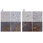 Immunohistochemical staining of human cerebral cortex, liver, lymph node and tonsil using Anti-CDV3 antibody HPA029763 (A) shows similar protein distribution across tissues to independent antibody HPA029761 (B).